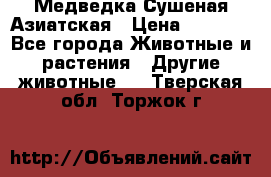 Медведка Сушеная Азиатская › Цена ­ 1 400 - Все города Животные и растения » Другие животные   . Тверская обл.,Торжок г.